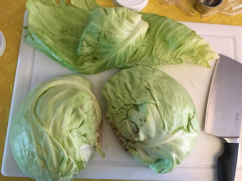 stripping the outer leaves of cabbage for sauerkraut