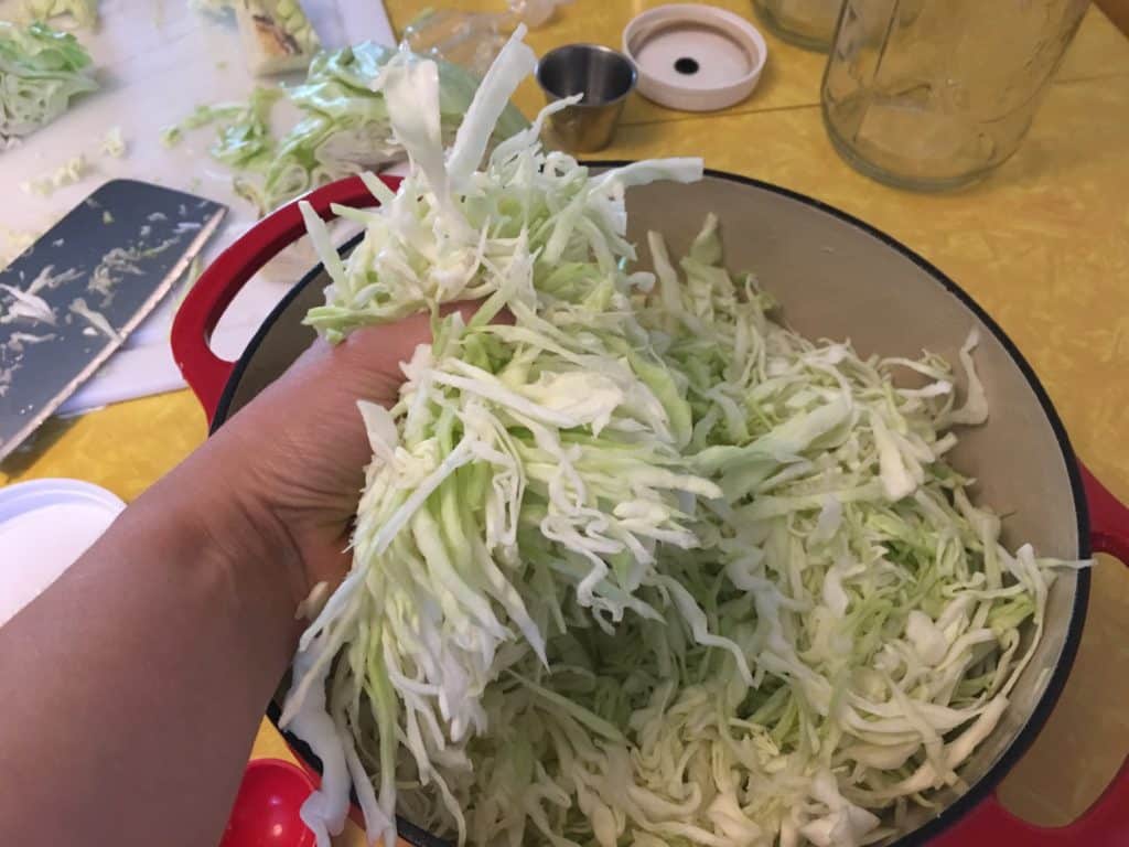 shredded cabbage with salt getting massaged to produce a brine before fermenting